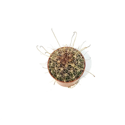 Cactus, 2.5in, Ferocactus Wislizenii