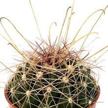 Load image into Gallery viewer, Cactus, 2.5in, Ferocactus Wislizenii
