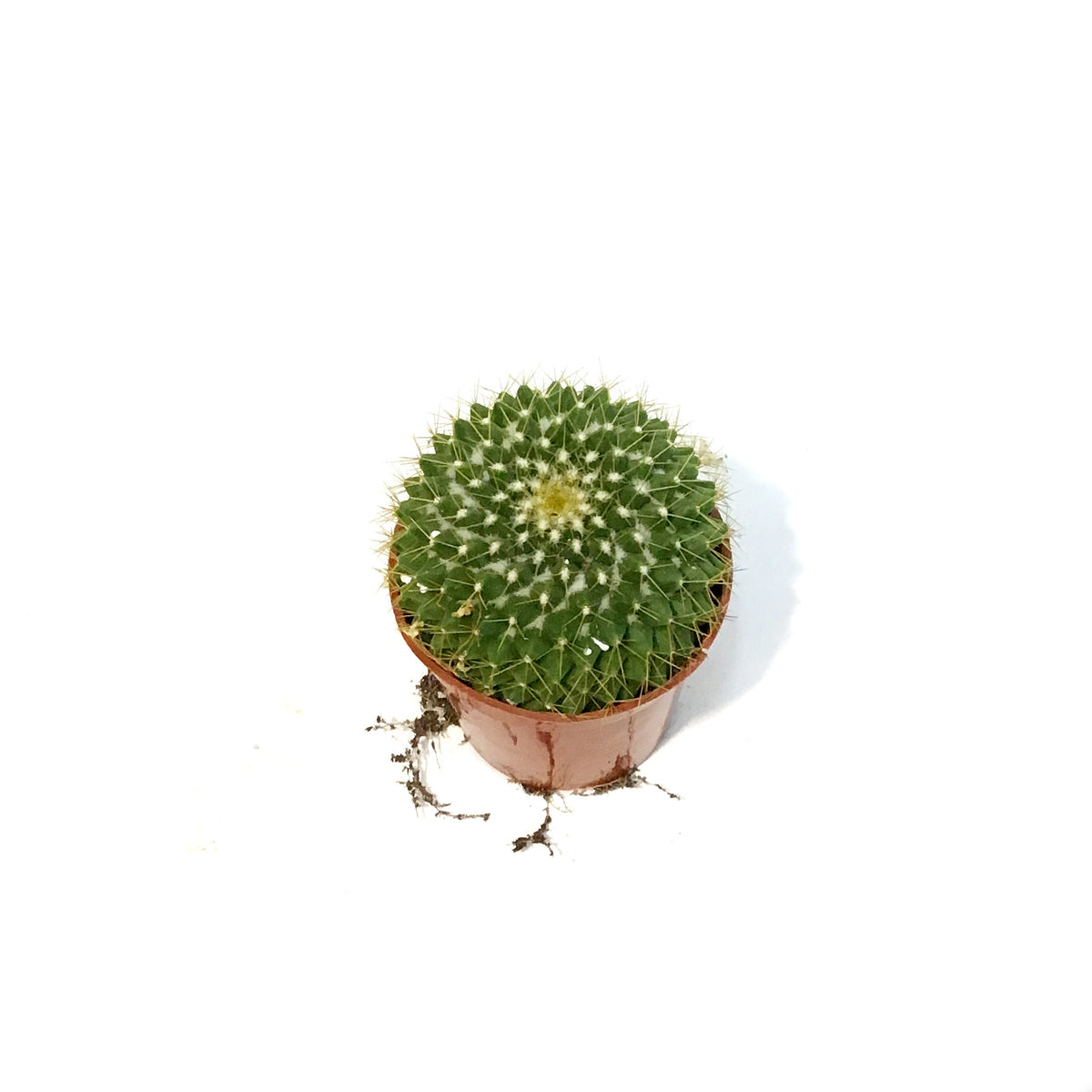 Cactus, 2.5in, Mammillaria Marksiana