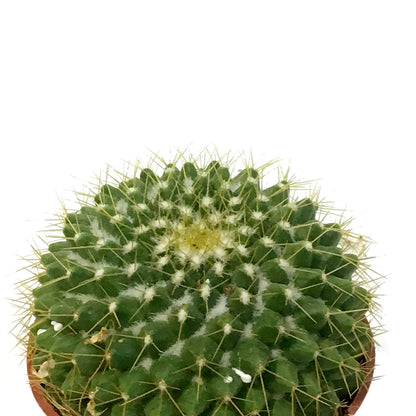 Cactus, 2.5in, Mammillaria Marksiana