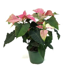 Load image into Gallery viewer, Poinsettia, 6in, Poker Pink &amp; Marble
