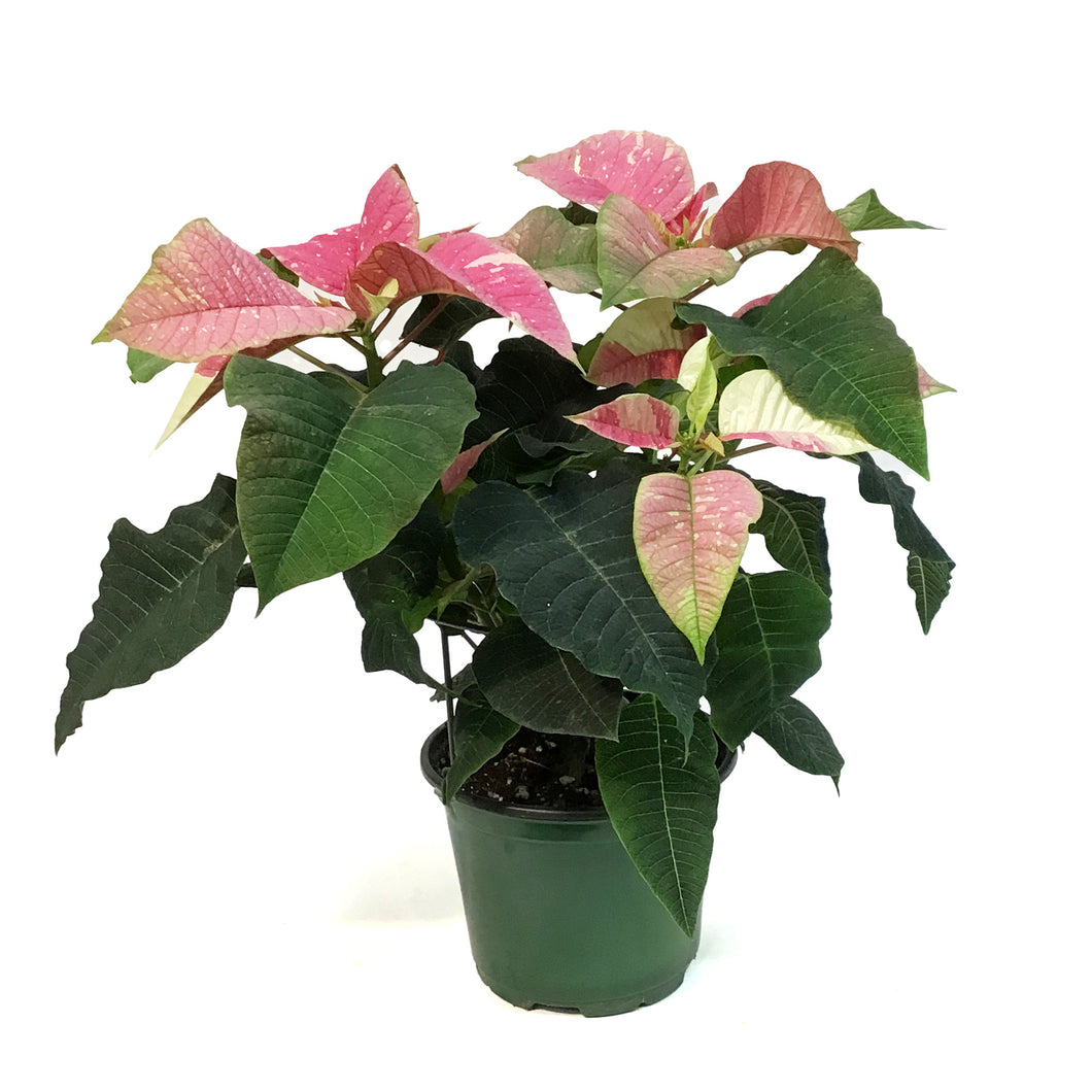 Poinsettia, 6in, Poker Pink & Marble