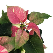 Load image into Gallery viewer, Poinsettia, 6in, Poker Pink &amp; Marble
