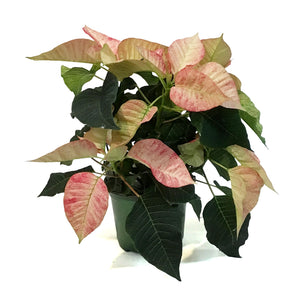 Poinsettia, 6in, Premium Picasso