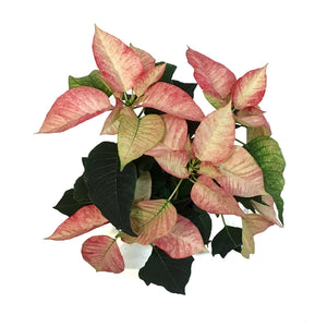 Poinsettia, 6in, Premium Picasso