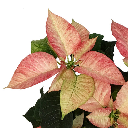 Poinsettia, 6in, Premium Picasso