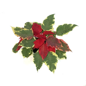 Poinsettia, 4in, Tapestry