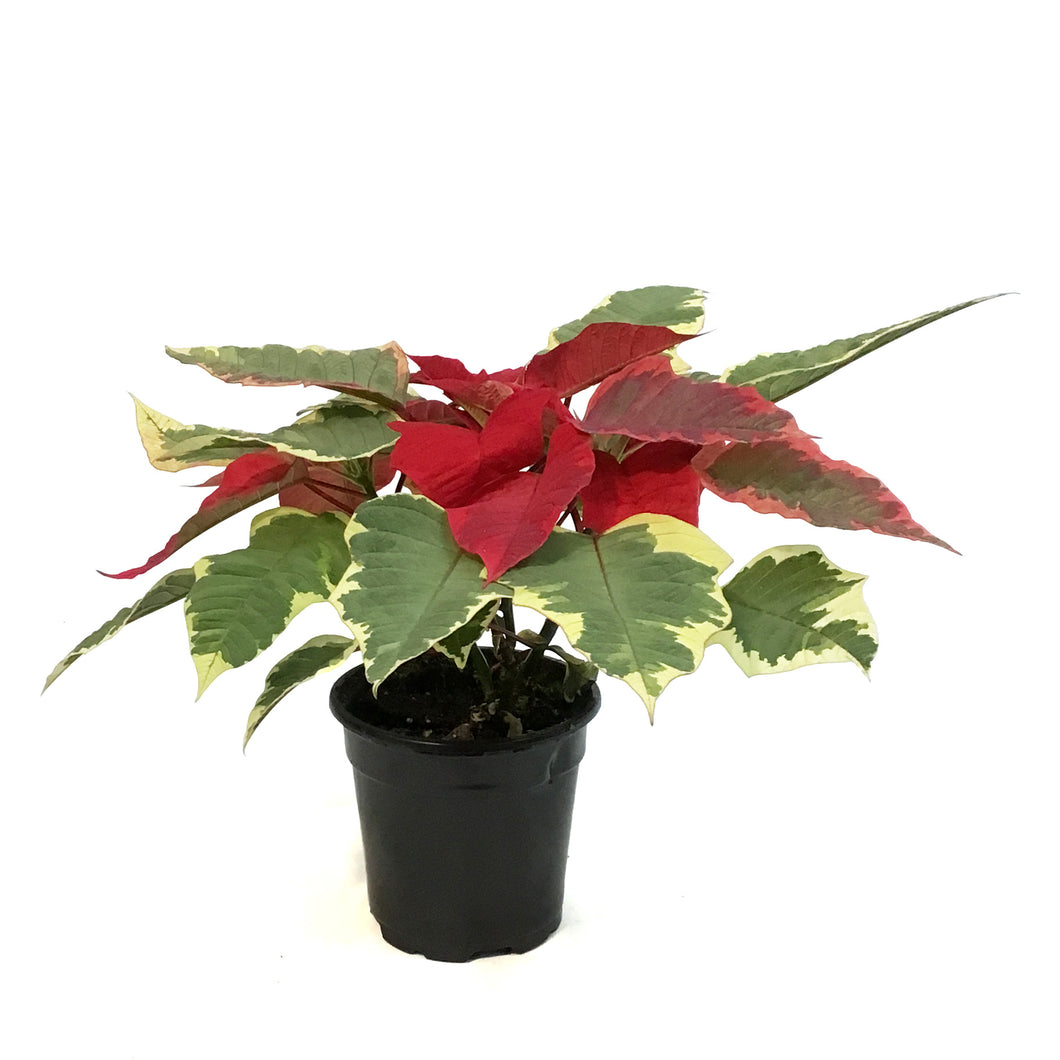 Poinsettia, 4in, Tapestry