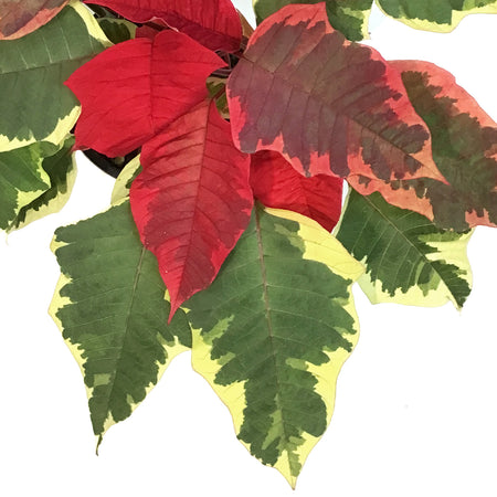 Poinsettia, 4in, Tapestry