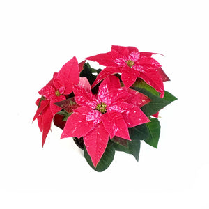 Poinsettia, 4in, Princettia Sparkling Rouge