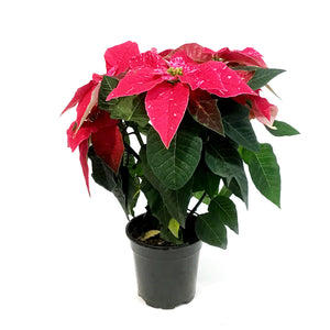 Poinsettia, 4in, Princettia Sparkling Rouge