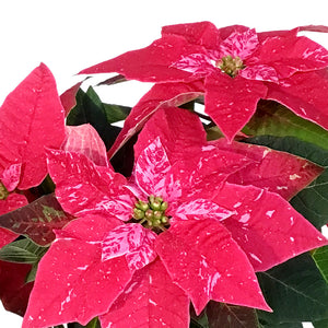 Poinsettia, 4in, Princettia Sparkling Rouge