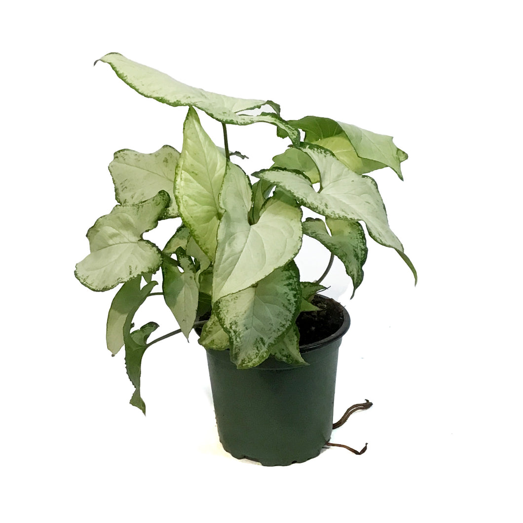 Nephthytis, 4in, Holly