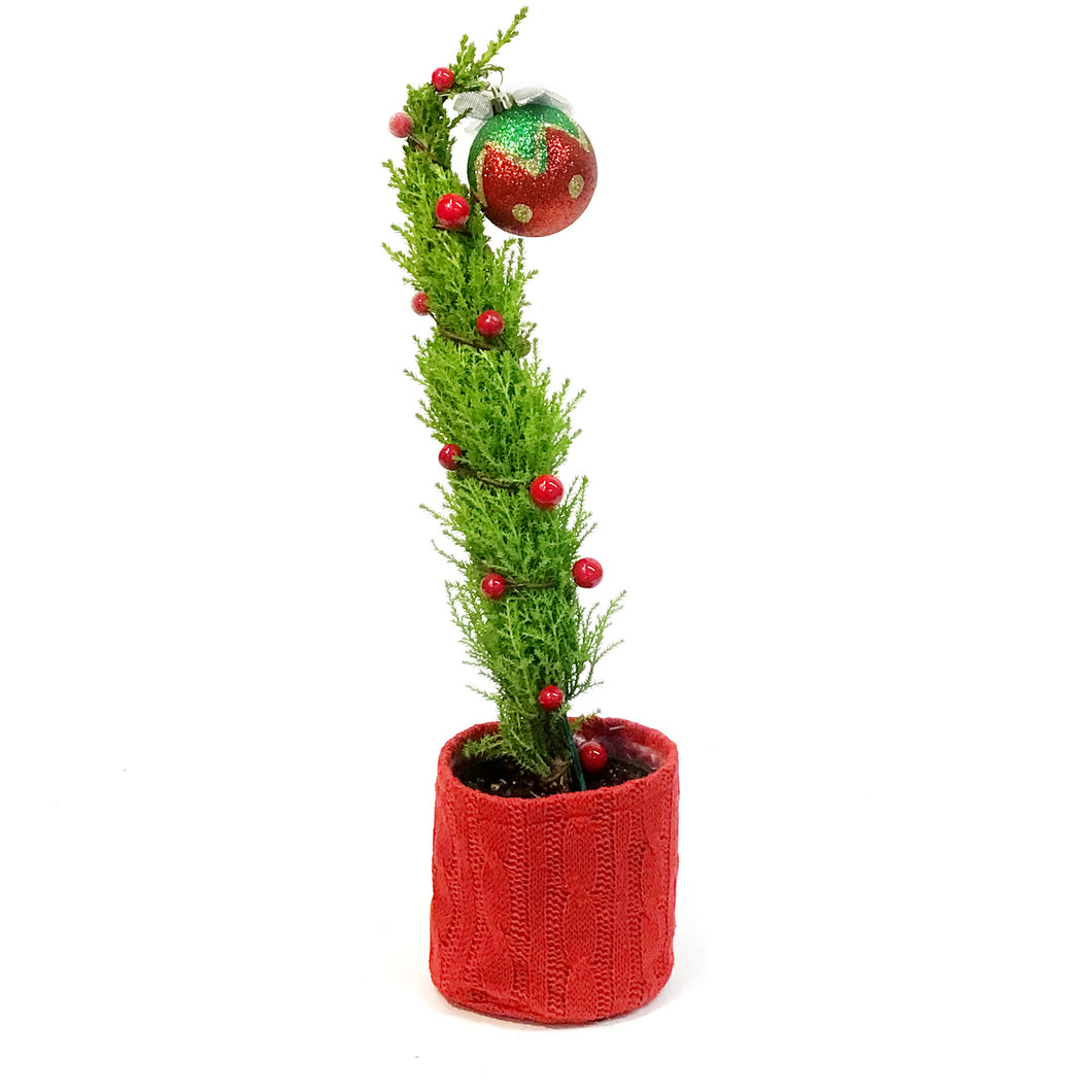 Cypress, 4in, Kranky Tree