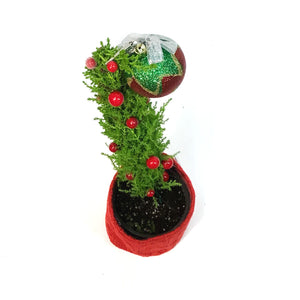 Cypress, 4in, Kranky Tree