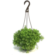 Sedum, 6.5in Hanging Basket, Stone Crop
