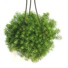 Load image into Gallery viewer, Sedum, 6.5in Hanging Basket, Stone Crop

