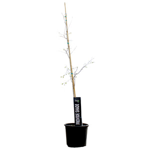 Hackberry, 7 gal, Common