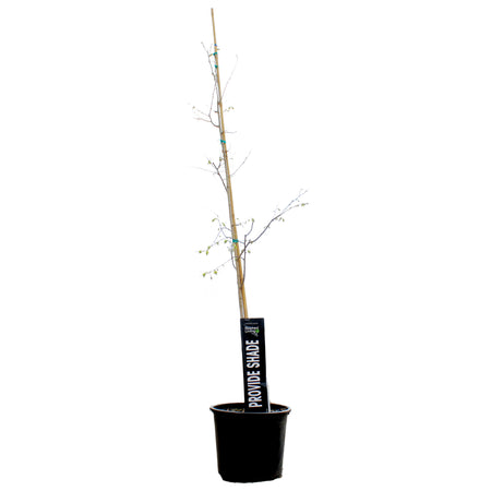 Hackberry, 7 gal, Common