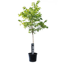 Load image into Gallery viewer, Hackberry, 7 gal, Common
