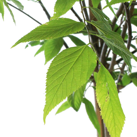 Hackberry, 7 gal, Common