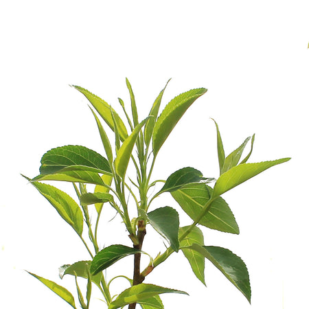 Crabapple, 10 gal, Flowering, Starlite®
