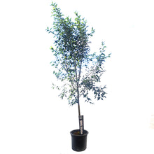 Load image into Gallery viewer, Crabapple, 10 gal, Flowering, Starlite®
