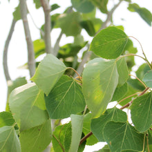 Load image into Gallery viewer, Aspen, 7 gal, Summer Shimmer Quaking
