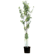 Load image into Gallery viewer, Aspen, 7 gal, Summer Shimmer Quaking
