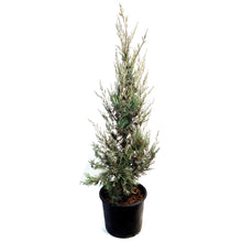 Load image into Gallery viewer, Juniper, 7 gal, Wichita Blue

