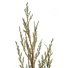 Load image into Gallery viewer, Juniper, 7 gal, Wichita Blue
