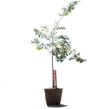 Load image into Gallery viewer, Apricot, 7 gal, Casino

