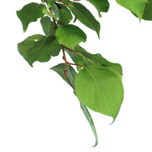 Load image into Gallery viewer, Apricot, 7 gal, Casino
