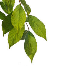 Load image into Gallery viewer, Plum, 7 gal, Tecumseh
