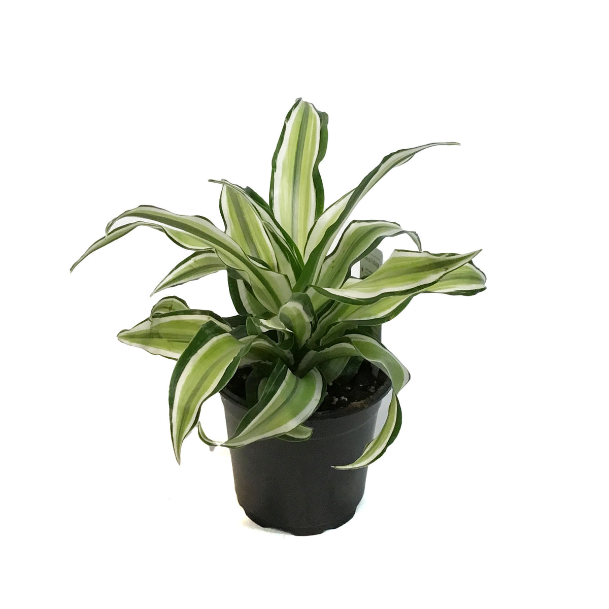 Dracaena, 4in, Malaika Lime