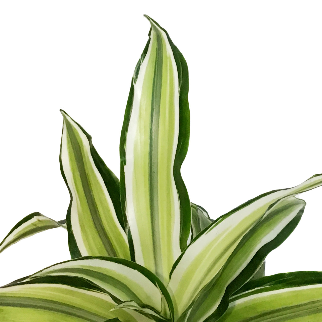 dracaena malaika lime Dracaena, 4in, Malaika Lime
