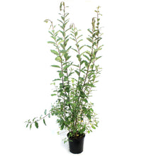 Load image into Gallery viewer, Willow, 2 gal, French Pink Pussy
