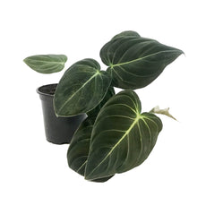 Load image into Gallery viewer, Philodendron, 4in, Black Gold
