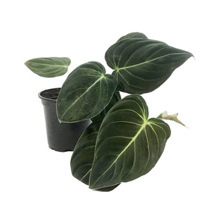 Philodendron, 4in, Black Gold