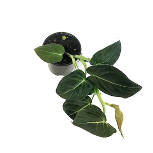 Philodendron, 4in, Black Gold