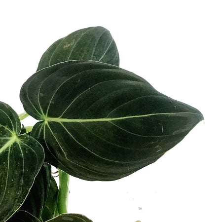 Philodendron, 4in, Black Gold