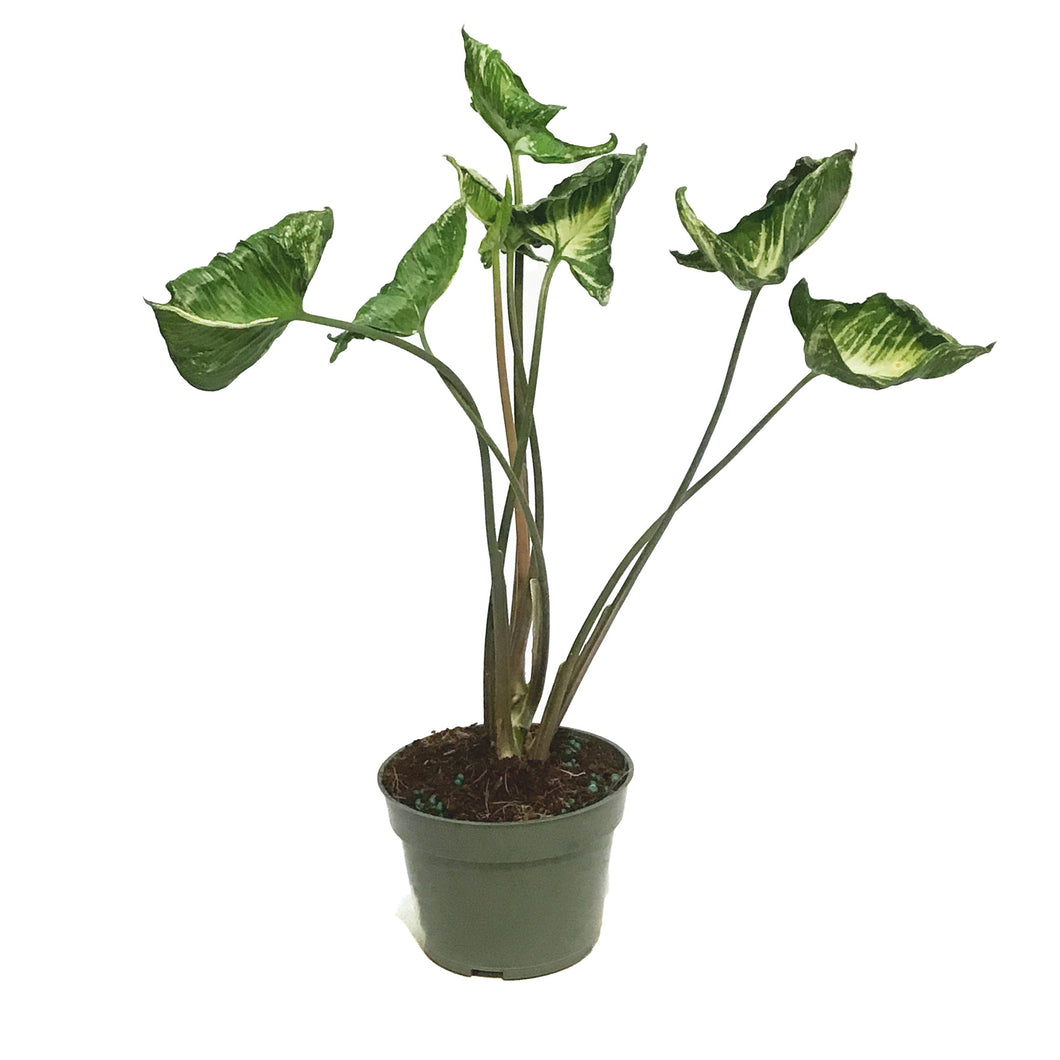 Syngonium, 4in, Godzilla