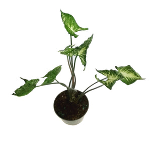 Syngonium, 4in, Godzilla