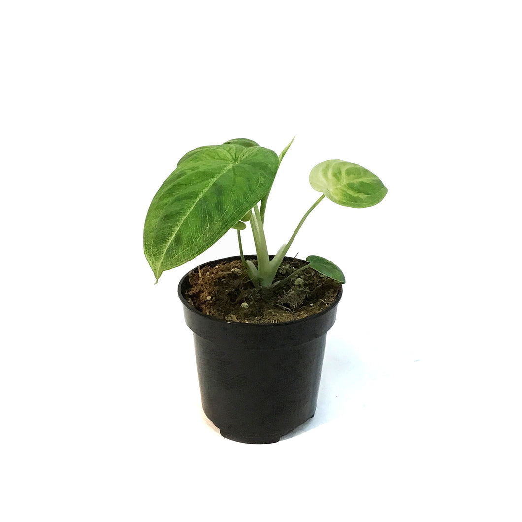 Syngonium, 4in, Frosted Heart