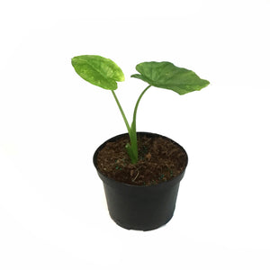 Alocasia, 6in, Odora Aurea Varigated