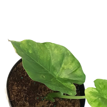 Alocasia, 6in, Odora Aurea Varigated