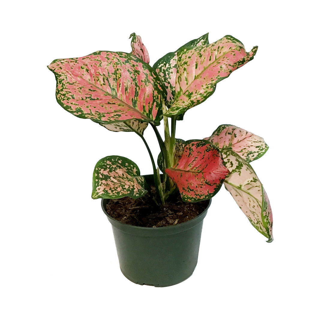 Aglaonema, 6in, Ruby Ray