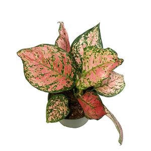 Aglaonema, 6in, Ruby Ray