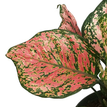 Load image into Gallery viewer, Aglaonema, 6in, Ruby Ray
