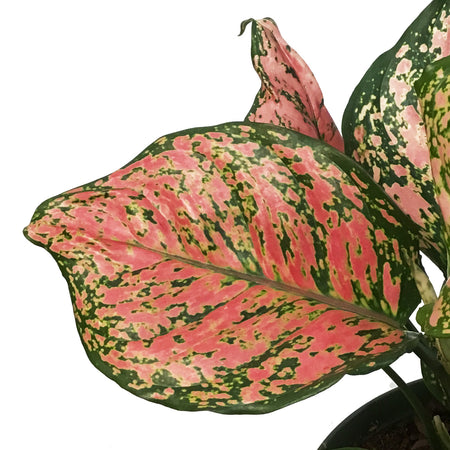 Aglaonema, 6in, Ruby Ray